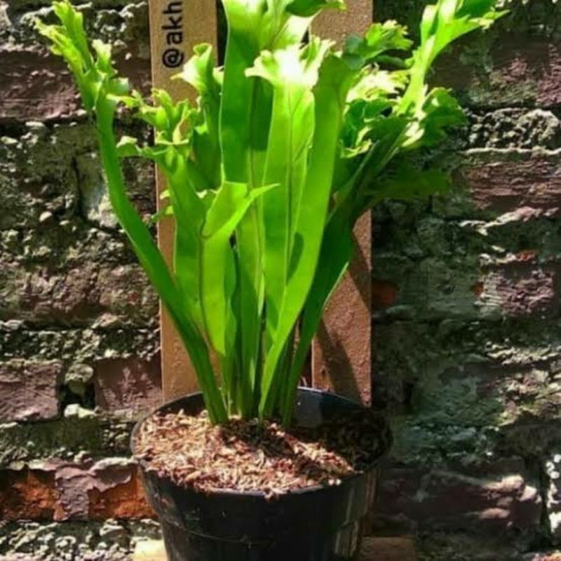 Kadaka/tanduk rusa tanah