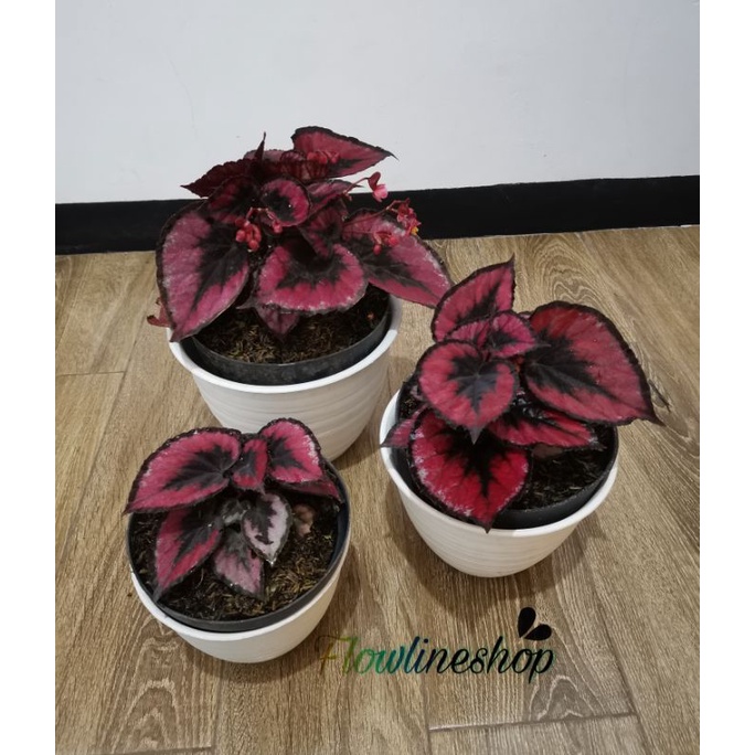 tanaman hias begonia merah moronyoy/red chilli