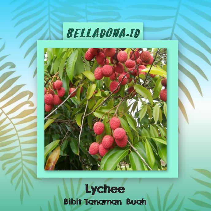 Bibit Tanaman Buah Lychee 60Cm Gpr