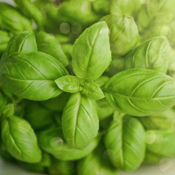 

BASIL 500 GRAM
