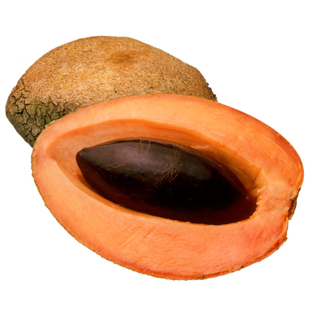 Bibit Memey Sapote Lorito/Tanaman Memey Sapote Lorito
