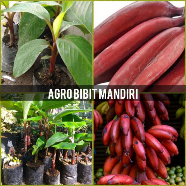 Bibit pisang merah asli