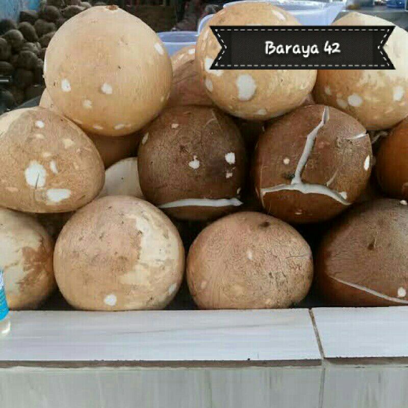 

PASAR ONLINE MUURAH - KELAPA PARUT