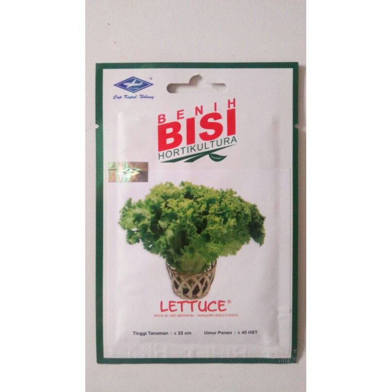 Benih selada lettuce