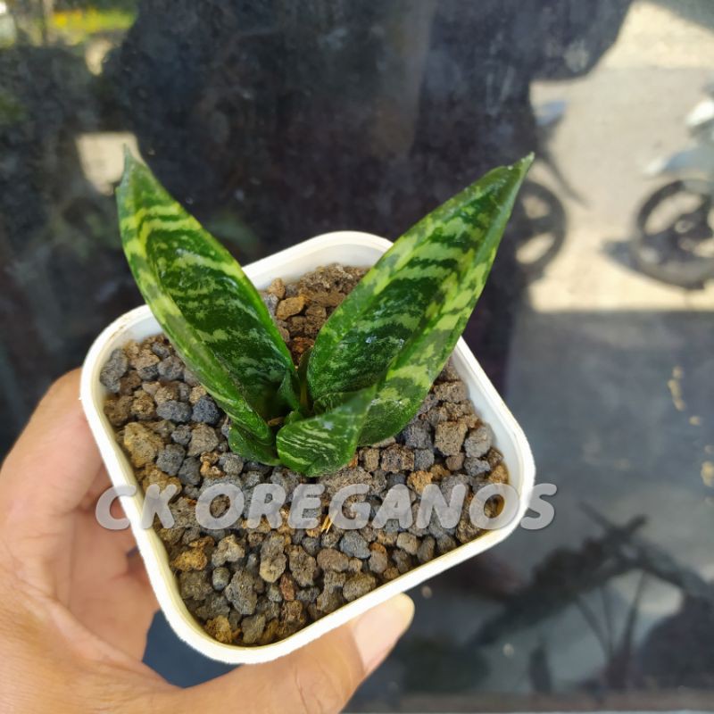 Sansivera hanii gaster hybrid