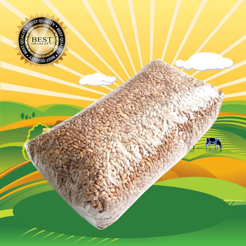 GANDUM 1 KG - Biji Wheatgrass Benih Catgrass Rumput Kucing Makanan Kucing Rumput Diet
