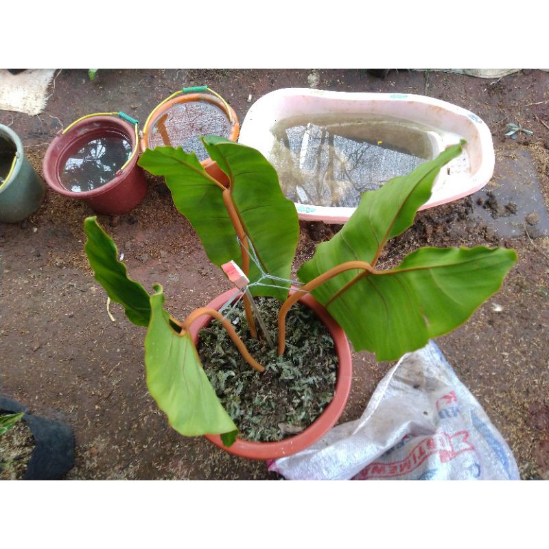Philodendron billietiae  / philo kabel busi - Tanaman hias / bibit