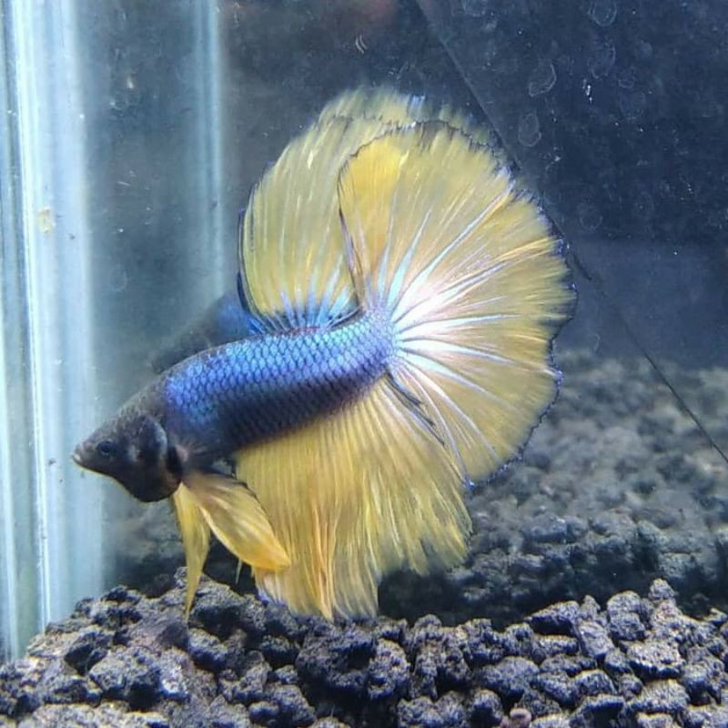 ikan cupang HALFMOON jantan