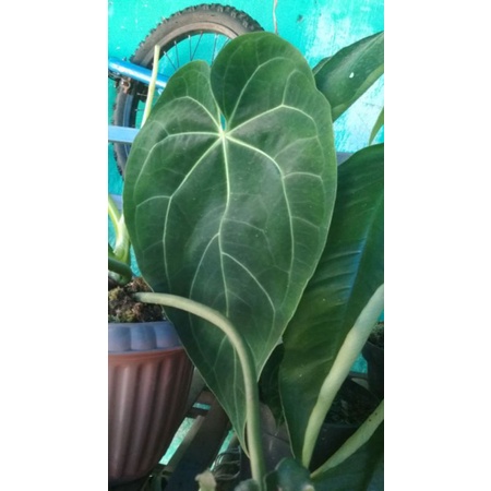 kuping gajah verde burlemax dorayaki tarantula hybrid free vanili varigated