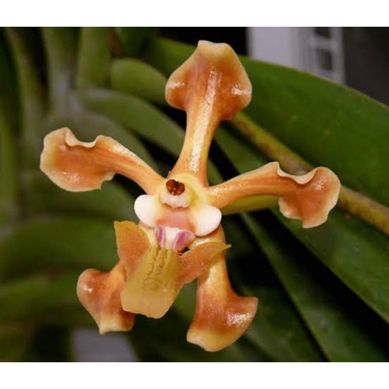 anggrek Vanda helvola