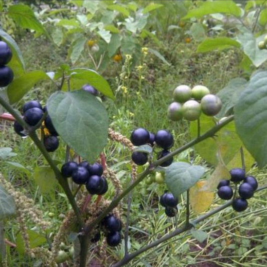 NEW POHON LEUNCA/RANTI-BIBIT TANAMAN LEUNCA/BUAH RANTI F