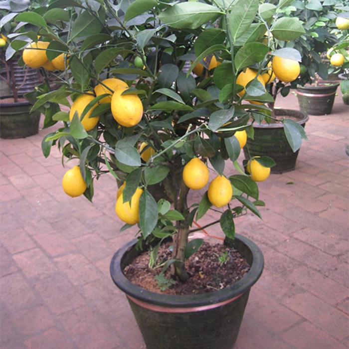 Benih LEMON BONSAI TANAMAN HIAS