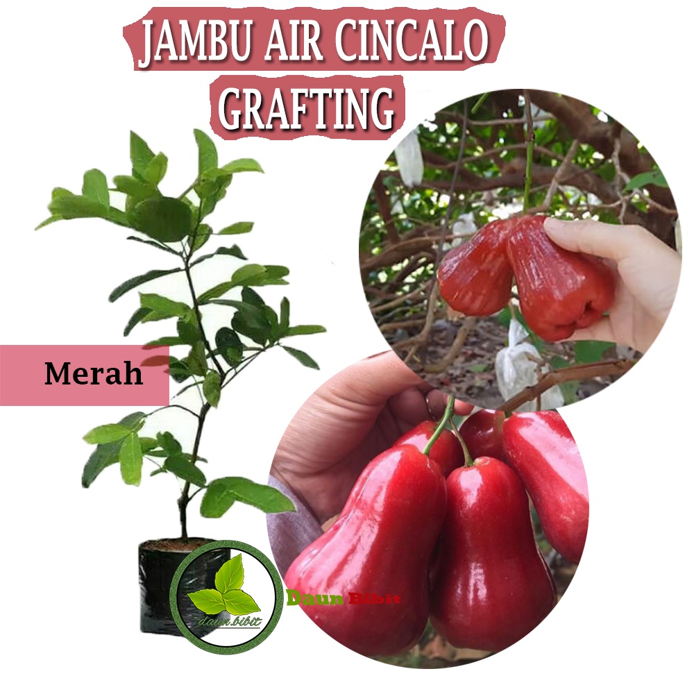 Bibit Jambu Air Cincalo Merah Grafting (Tabulampot)