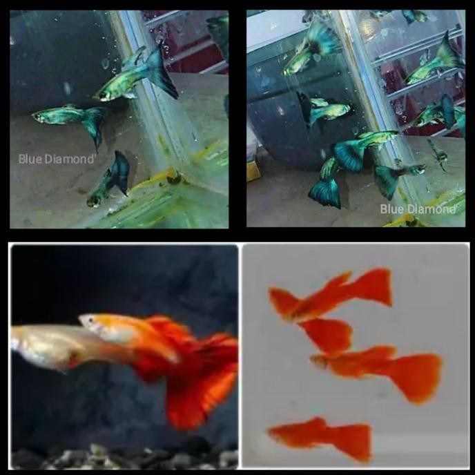 CUCI GUDANG Ikan Hias Guppy, 6 Ekor, 2 Jenis, Blue Diamond dan Platinum Red Tail
