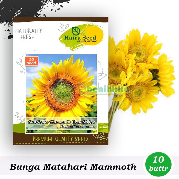 Benih-Bibit Bunga Matahari Mammoth Grey Stripe (Haira Seed)