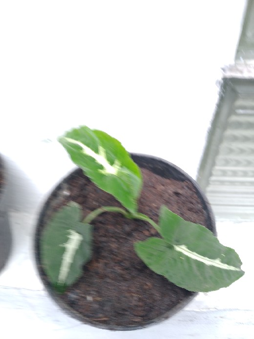 Syngonium Wendlandi