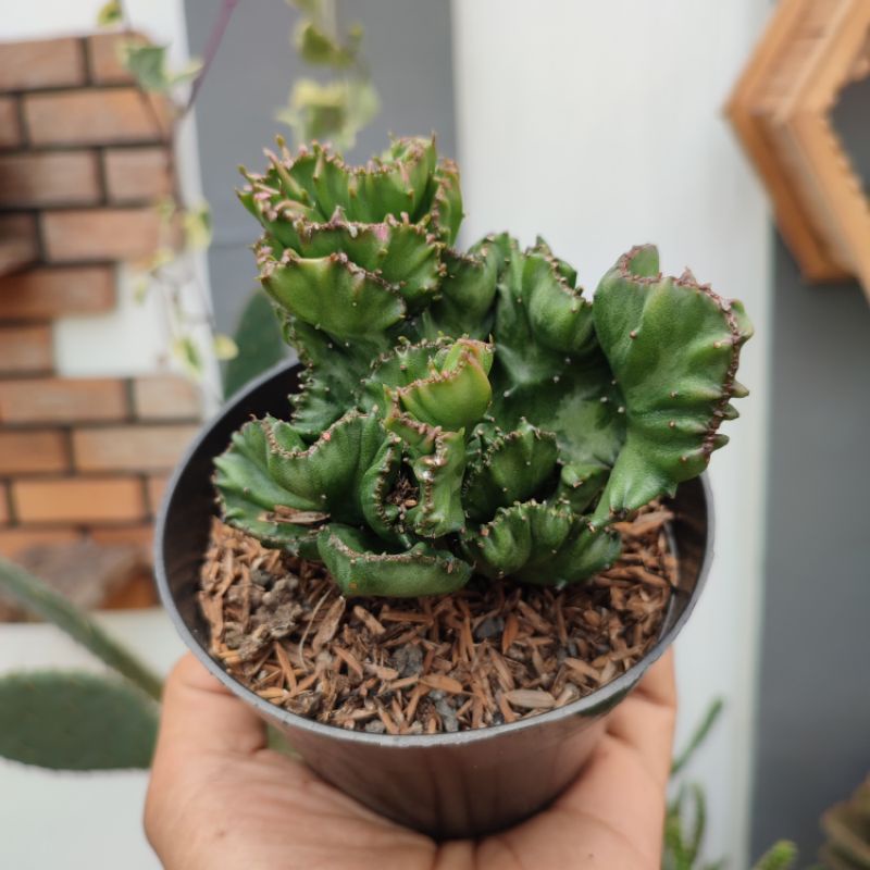 Euphorbia Lactea | Size S | DP 10cm