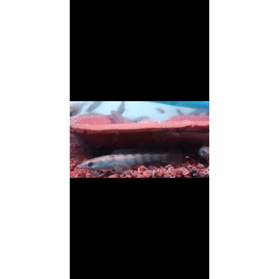 channa maru red pangkalan bun 7-8cm