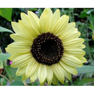 Bibit Biji Benih Bunga Matahari Lemon Queen / Sunflower Tpsdd3 Ayo Beli