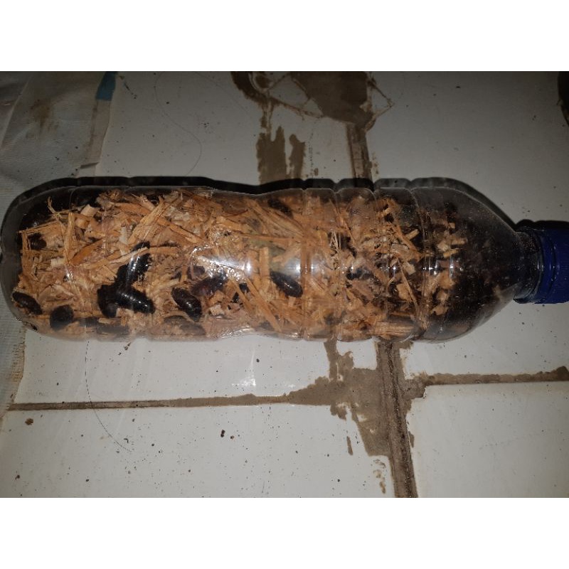 Kecoa Batu/Cere/Keterlak Umpan Mancing Ikan Lele isi bersih +- 50gram