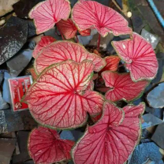 Tanaman Hias Caladium Keladi Hias Red Jaguar Tanaman Hias Srirejeki Shopee Indonesia