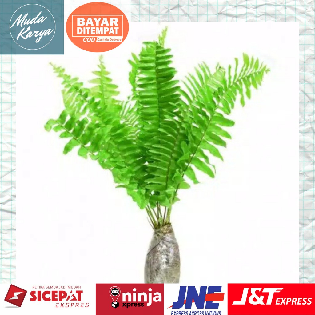 Tanaman Hias-Pakis Hutan - hiasan pakis gantung