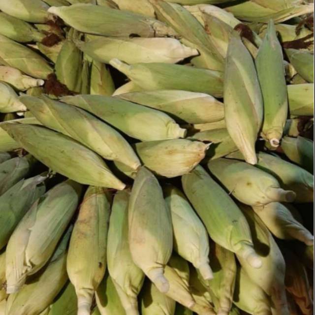 

jagung madu