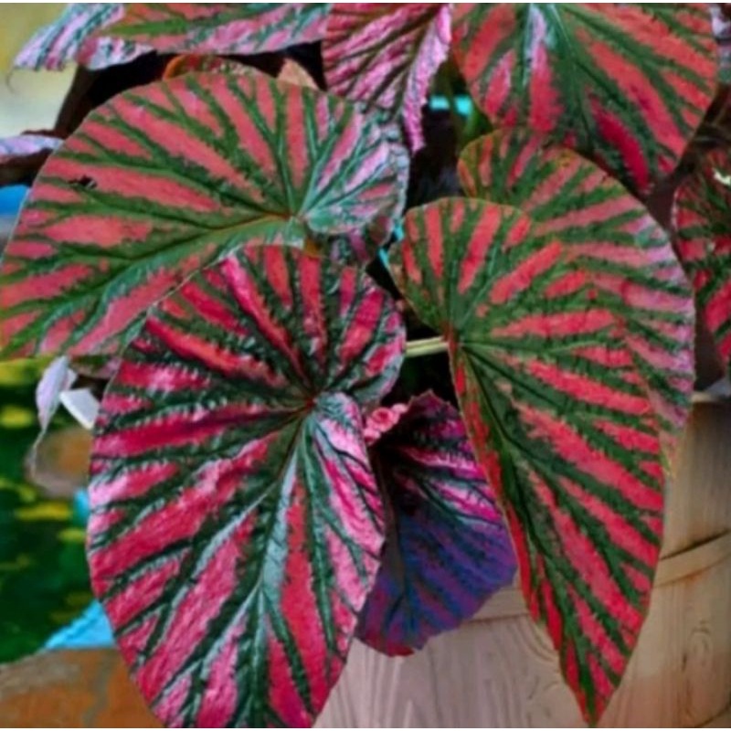 tanaman hias begonia rex wallet dewasa rimbun