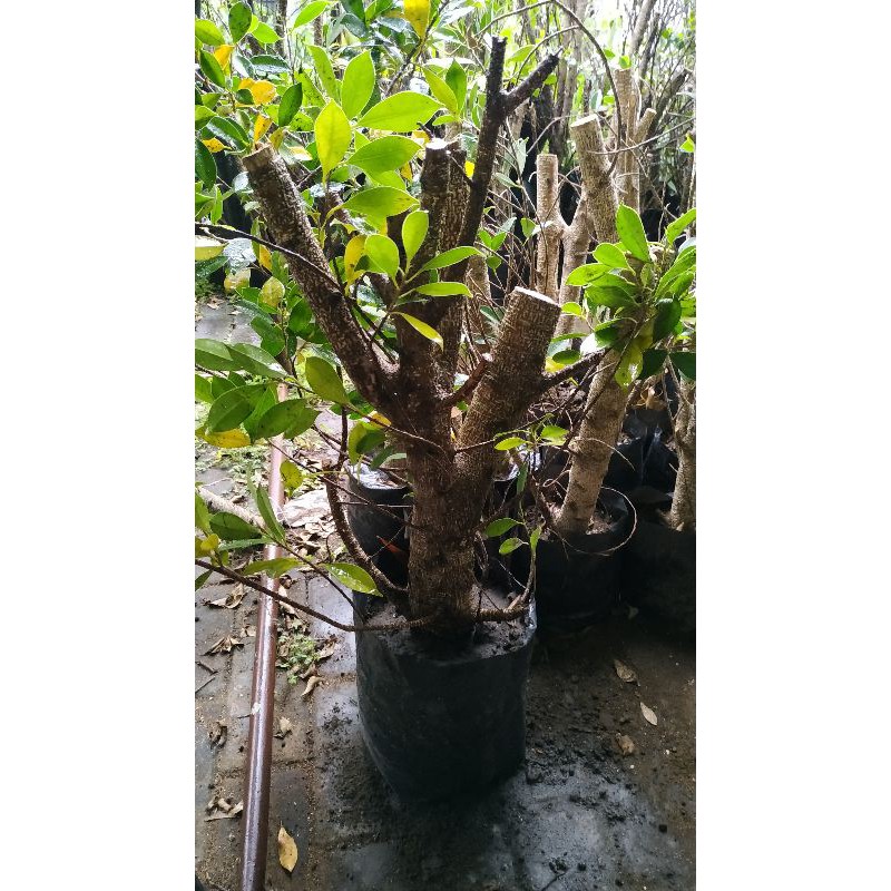 RUMAH FICUS - CANGKOK JUMBO BONGGOL KIMENG PROSPEK