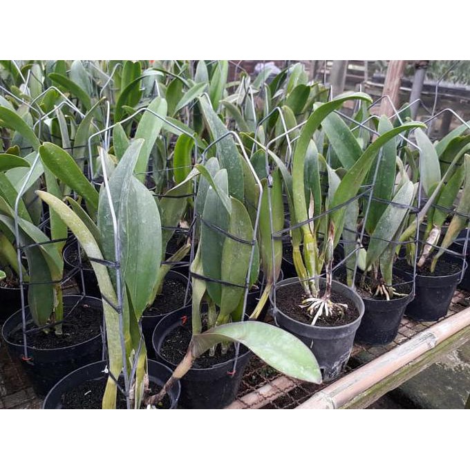 Cattleya Lc Chan Hsiu Jewel