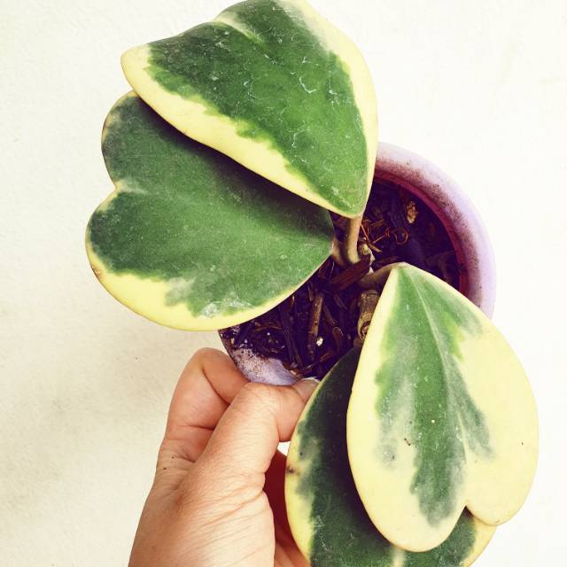 Hoya Kerii Hijau atau Variegata Cluster