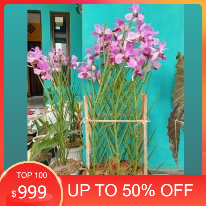 Anggrek tanah vanda douglas dewasa tanpa bunga(Order 10btg Bonus 1bgt)