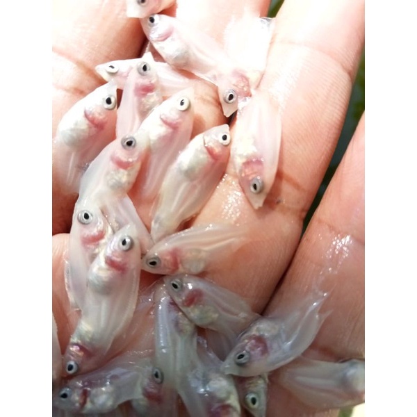 Peket 50ekor bibit gurame padang nguaci +pelet