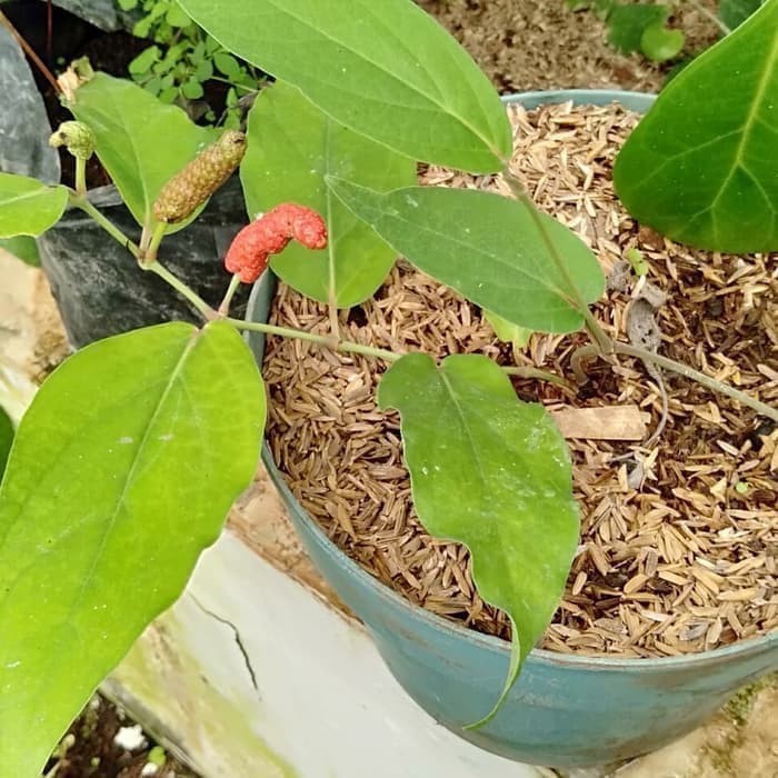 

Tanaman Herbal Cabai Jawa