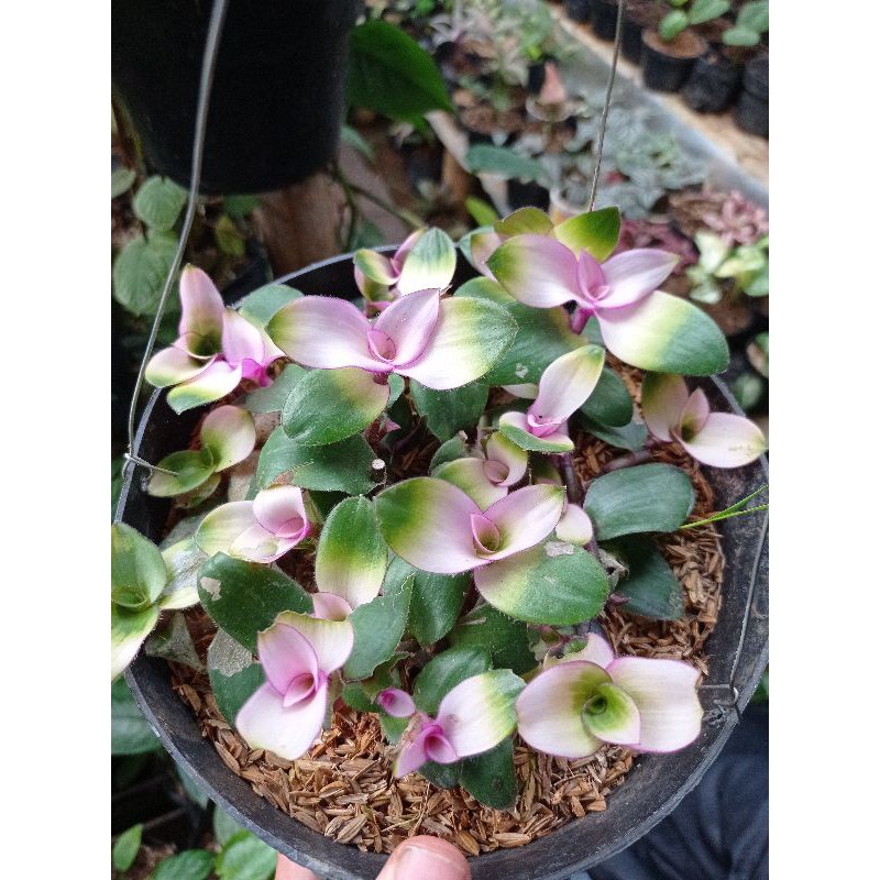 TANAMAN HIAS POT GANTUNG LIDAH KERA BECOLOR