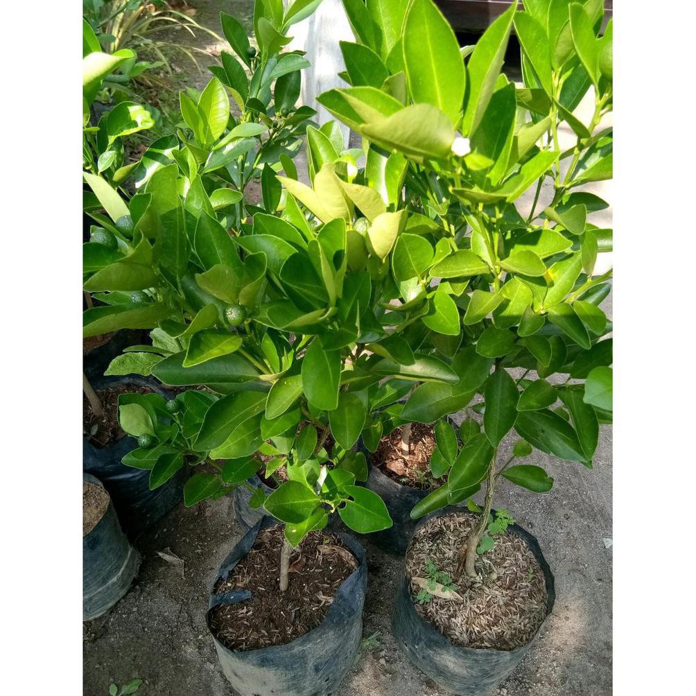 *_$ Sudah Berbuah Bibit Tanaman Buah Jeruk Kip - Lemon Cui - Kasturi - Jeruk Kunci - Kitna Songkit