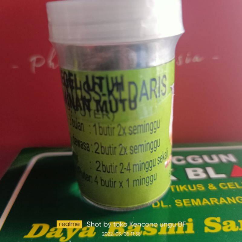 pil perkutut Ki daris pil angunan kidaris