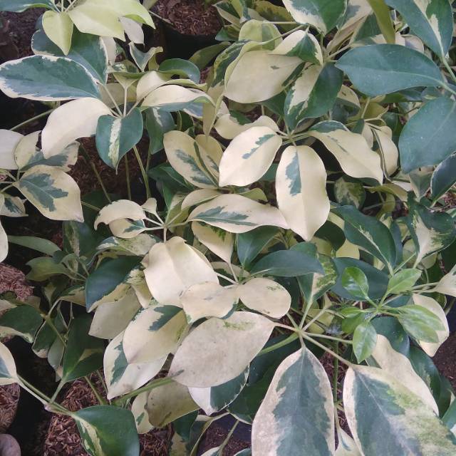 tanaman hias wali songo variegata-wali songo putih