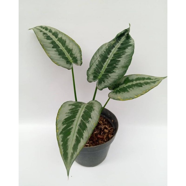 Tanaman bunga homalomena schismatoglottis / homalomena silver