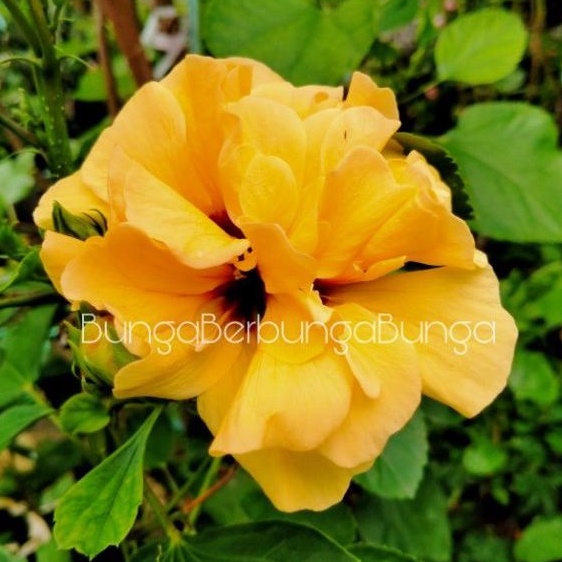 bibit kembang sepatu tumpuk kuning - tanaman hias bunga hibiscus Doube Yellow