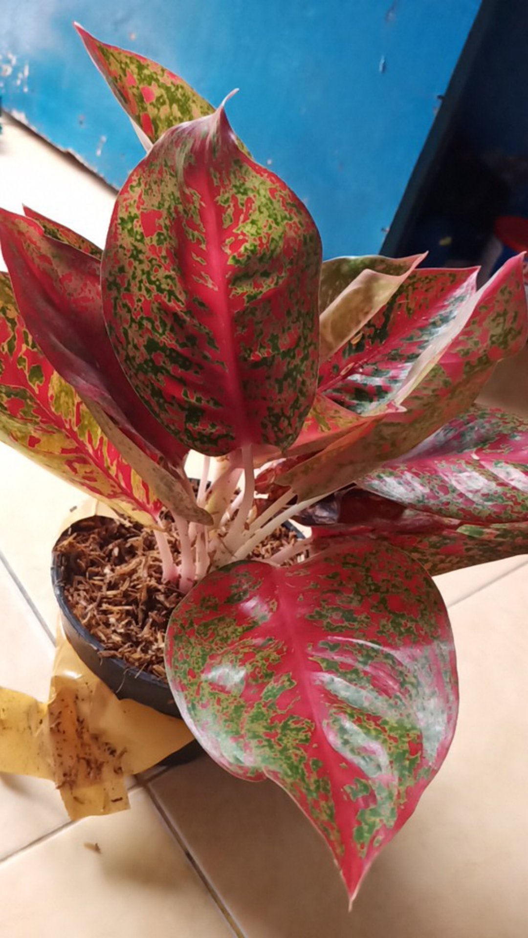 Promo Aglonema Red Stardust Murah  (red Stardust)