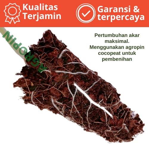 Media tanam coco peat mengembang 6x dari ukuran semula