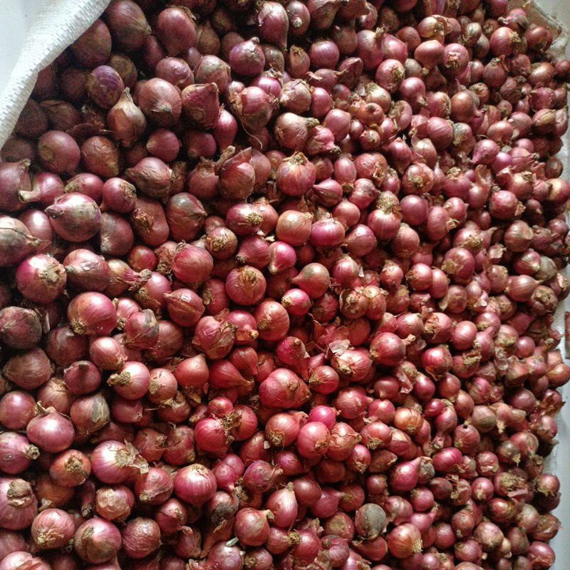 

Grosir 100 gram bawang merah super