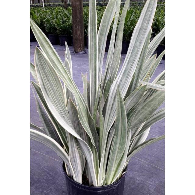 Tanaman sansevieria manolin - sanseviera - tanaman indoor sansevieria - tanaman pot indoor