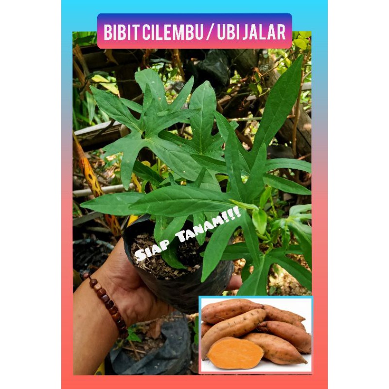 bibit pohon Cilembu Madu / ubi jalar kuning