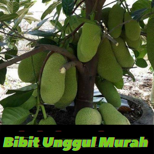 Bibit Nangka Sayur asal Okulasi