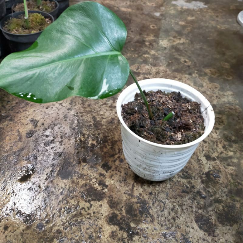Monstera Thai varigata monvar ekonomis