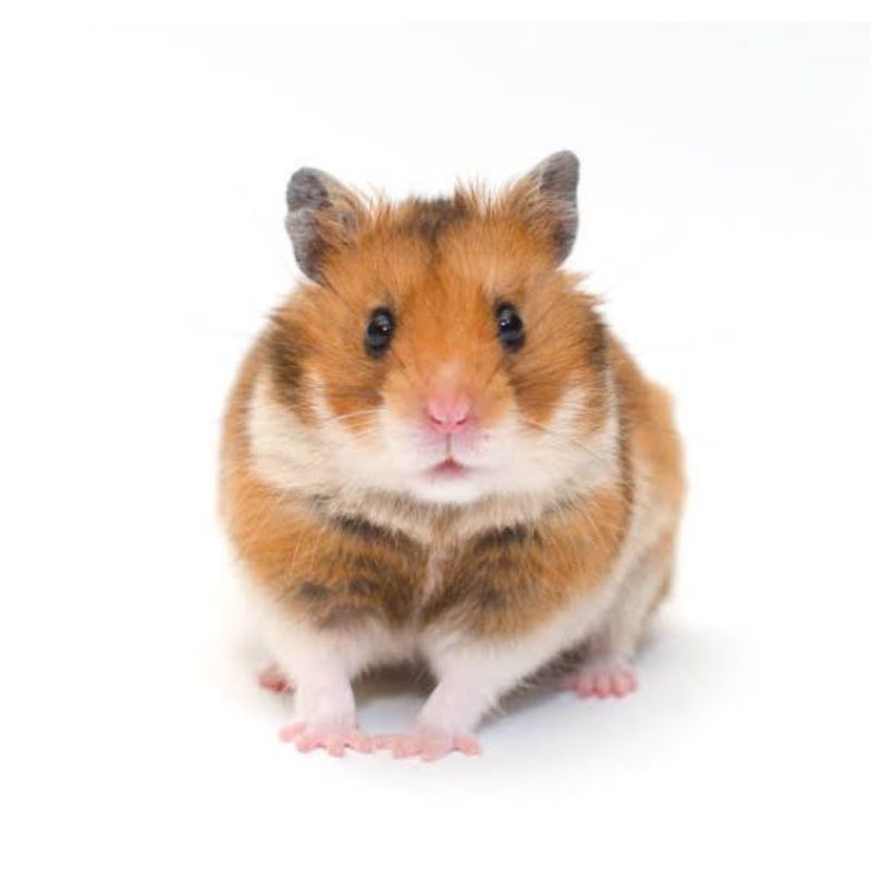Hamster Syrian