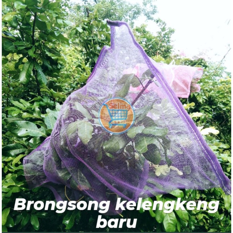 brongsong kelengkeng baru
