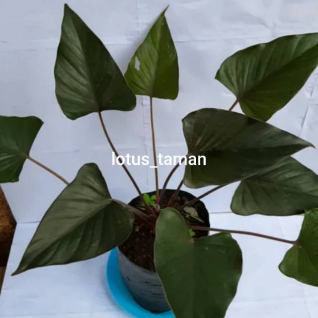 BLACK HOMALOMENA-bibit tanaman homalomena black